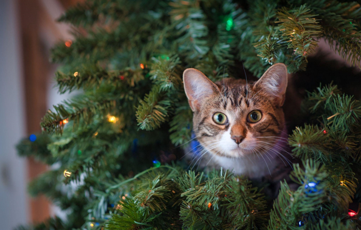 The Science of Flocked Artificial Christmas Trees: A Guide for Geeks and Nerds