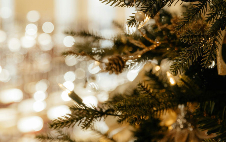 Find the Perfect Christmas Trees for Sale