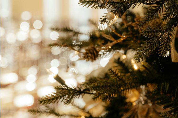 Find the Perfect Christmas Trees for Sale