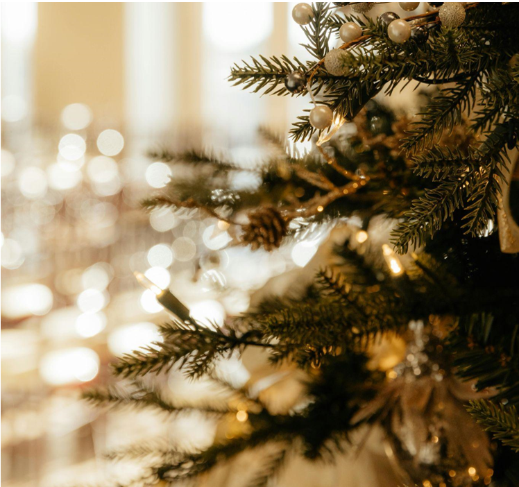 Find the Perfect Christmas Trees for Sale